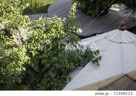 Green tree outdoors relax field in summer Green tree outdoors relax field in summer 72509223