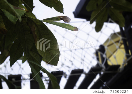 Canopy bridge on summer field 72509224