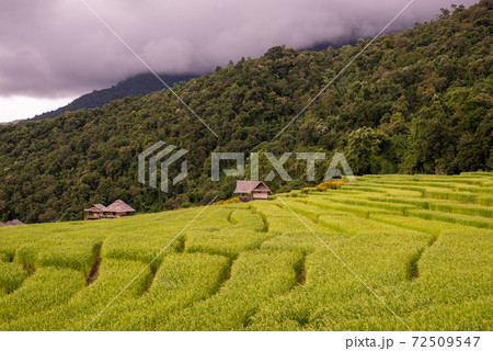 Beautiful view scenery of cottage and rice terraces at Baan Pa Bong Piang,Chiang Mai province,Thailand 72509547