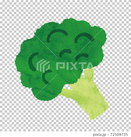Watercolor style broccoli illustration material Watercolor style broccoli illustration material 72509735
