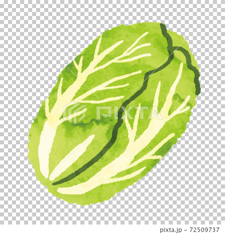 Watercolor style Chinese cabbage illustration material Watercolor style Chinese cabbage illustration material 72509737