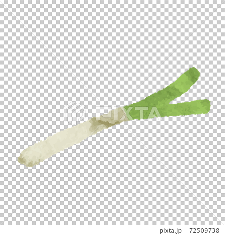 Watercolor style green onion illustration material 72509738