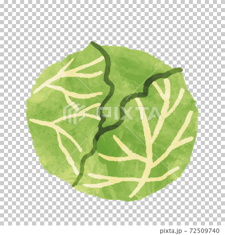 Illustration material of watercolor-style cabbage Illustration material of watercolor-style cabbage 72509740