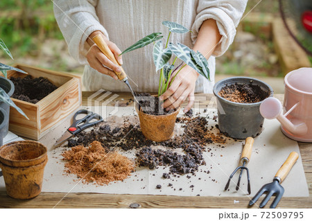 Woman hands transplanting plant into new pot by use shovel to scoop the soil into the pot. Indoor gardening hobbies and jobs indoor plants at home. Woman hands transplanting plant into new pot by use shovel to scoop the soil into the pot. Indoor gardening hobbies and jobs indoor plants at home. 72509795