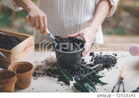Woman preparing to replant plants by use a shovel to scoop the soil into the pot. Indoor gardening hobbies and jobs indoor plants at home. Woman preparing to replant plants by use a shovel to scoop the soil into the pot. Indoor gardening hobbies and jobs indoor plants at home. 72510143