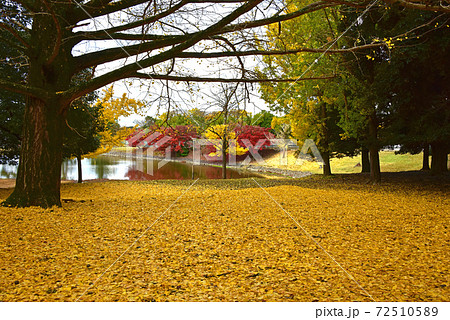 奈良県 奈良公園の紅葉 奈良県 奈良公園の紅葉 72510589