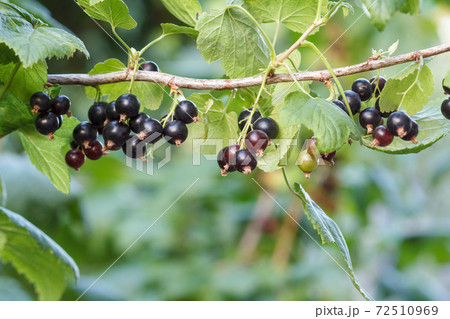 Black currants on bush growing in garden in summer day. Black currants on bush growing in garden in summer day. 72510969