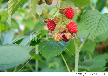 Ripe and unripe raspberries are grown in the garden. Ripe and unripe raspberries are grown in the garden. 72510971