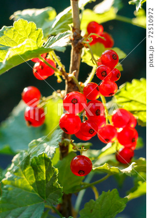 Ripe red currant on the branch in the garden in sunny summer day. 72510972