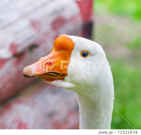 Goose looks intently into frame Goose looks intently into frame 72511678
