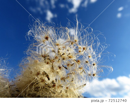 枯れたサボテン　 72512740