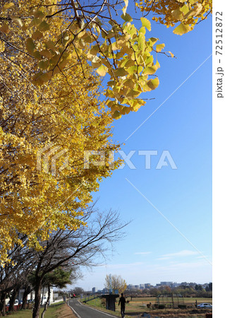 イチョウ 青空 イチョウ 青空 72512872