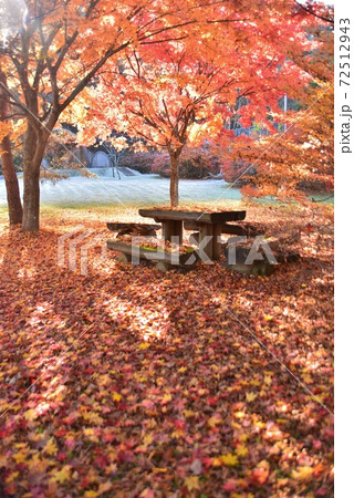 紅葉と落葉と霜の広場 紅葉と落葉と霜の広場 72512943