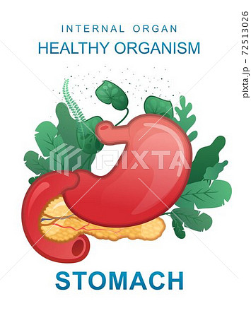 internal organs gastrointestinal tract poster 72513026