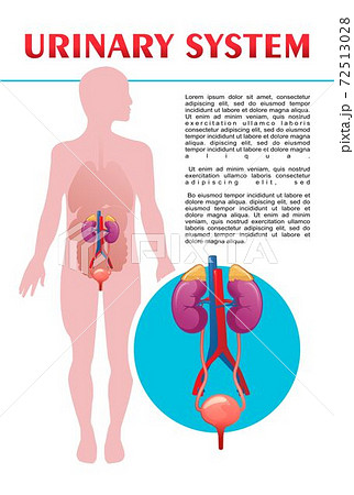 human urinary system schematic illustration 72513028