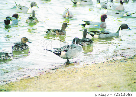 水辺の鴨の群れ 72513068