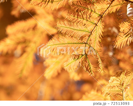メタセコイヤの黄葉 メタセコイヤの黄葉 72513093