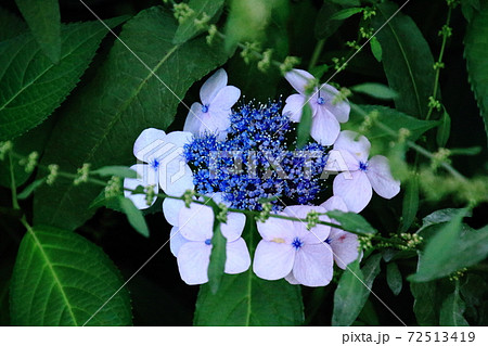 梅雨に咲く花ガクアジサイ の写真素材