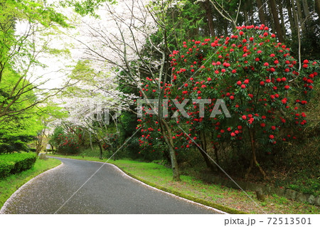葛城山麓公園　満開の桜とシャクナゲの花 72513501