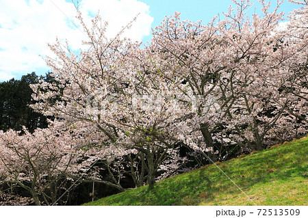 葛城山麓公園 満開の桜 葛城山麓公園 満開の桜 72513509