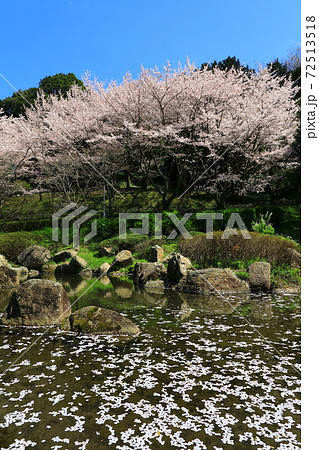 葛城山麓公園 満開の桜 葛城山麓公園 満開の桜 72513518