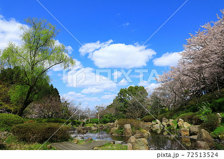 葛城山麓公園 満開の桜 葛城山麓公園 満開の桜 72513524