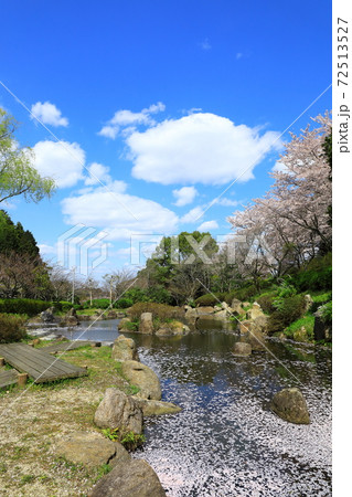 葛城山麓公園 満開の桜 葛城山麓公園 満開の桜 72513527