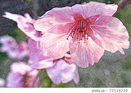 朝日を浴びてハイキーに開花したピンク色の花「陽光桜 : ヨウコウザクラ」色鉛筆画風 72514230