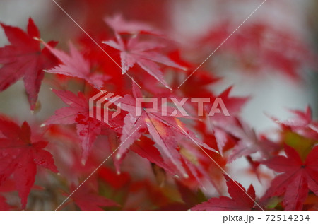 秋の紅葉が美しい 72514234