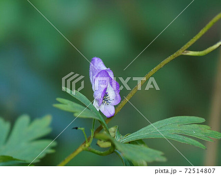 トリカブト トリカブト 72514807