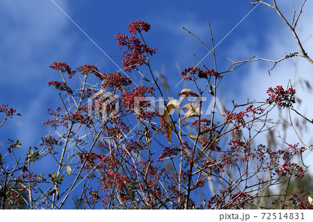 カンボク(肝木)の赤い実 カンボク(肝木)の赤い実 72514831