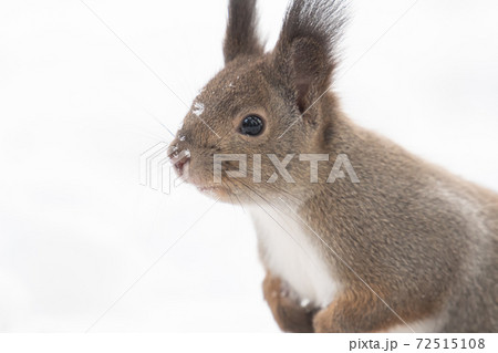 向こうが気になるエゾリス君 72515108