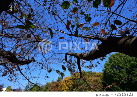 少年野球 少年野球 72515322