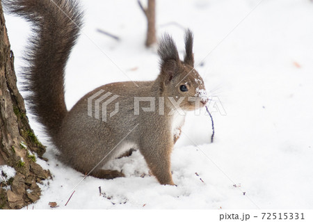 雪の中餌探し中のエゾリス君 72515331