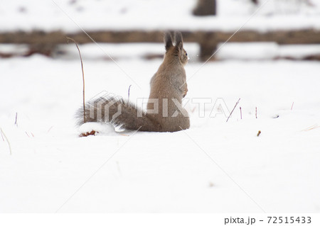 雪の中たたずむエゾリス君 雪の中たたずむエゾリス君 72515433