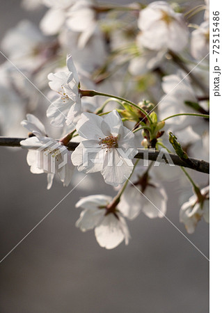 満開の桜のクローズアップと柔らかな春の光 72515486