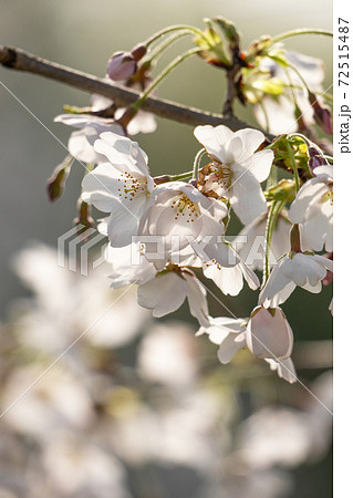 満開の桜のクローズアップと柔らかな春の光 72515487