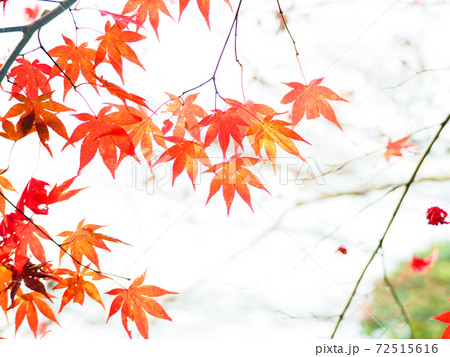 赤く色づいた晩秋のモミジ 72515616