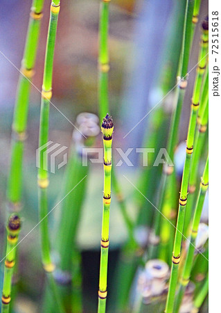 和風テイストのシダ植物トクサ 72515618