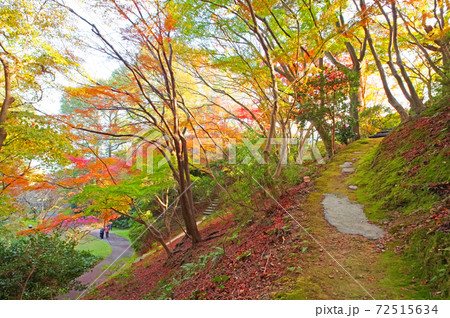 モミジ色づく秋の白野江植物公園の遊歩道 72515634