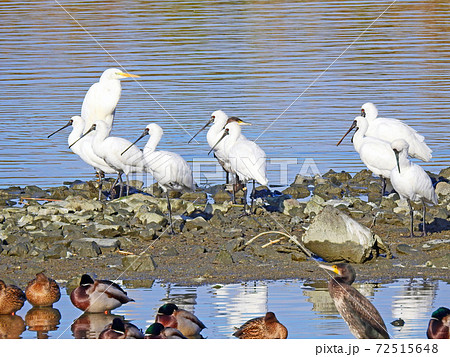 水辺で休息する冬鳥クロツラヘラサギの群れ 水辺で休息する冬鳥クロツラヘラサギの群れ 72515648