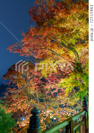 ライトアップされた熱海梅園の紅葉 もみじまつり 静岡県熱海市 ライトアップされた熱海梅園の紅葉 もみじまつり 静岡県熱海市 72515863