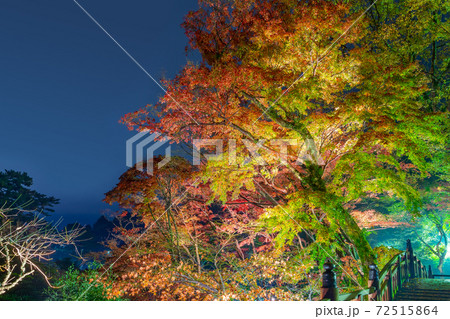 ライトアップされた熱海梅園の紅葉 もみじまつり 静岡県熱海市 ライトアップされた熱海梅園の紅葉 もみじまつり 静岡県熱海市 72515864