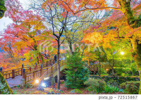 ライトアップされた熱海梅園の紅葉　もみじまつり　静岡県熱海市　 72515867