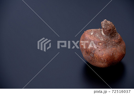 加賀丸いも ブツ撮り写真 加賀丸いも ブツ撮り写真 72516037