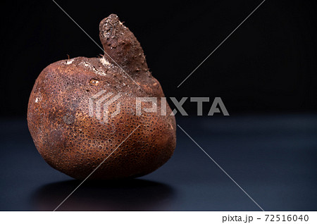 加賀丸いも ブツ撮り写真 72516040