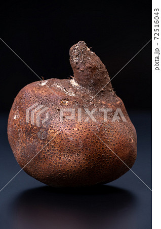 加賀丸いも ブツ撮り写真 72516043