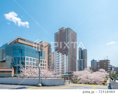 「埼玉県」川口駅西口と桜並木 72516464
