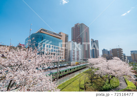 「埼玉県」川口駅西口と桜並木 72516477