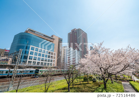 「埼玉県」川口駅西口と桜並木 72516486